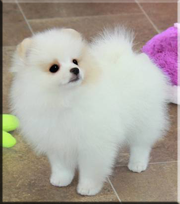 Regalo cuccioli di Pomerania