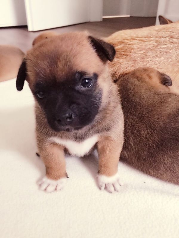 Cuccioli di shiba-inu per adozione ( regalo  )