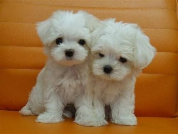  REGALO CUCCIOLI DI MALTESE MINI TOY  CUCCIOLI DI MALTESE MINI TOY cuccioli di maltese, maschi e fem