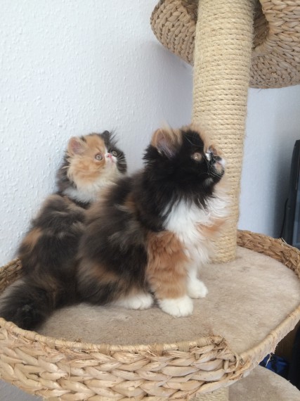 Belle gattini persiano