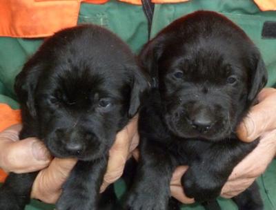  REGALO LABRADOR CUCCIOLI DISPONIBILI  LABRADOR CUCCIOLI DISPONIBILI stiamo annunciando al pubblico 