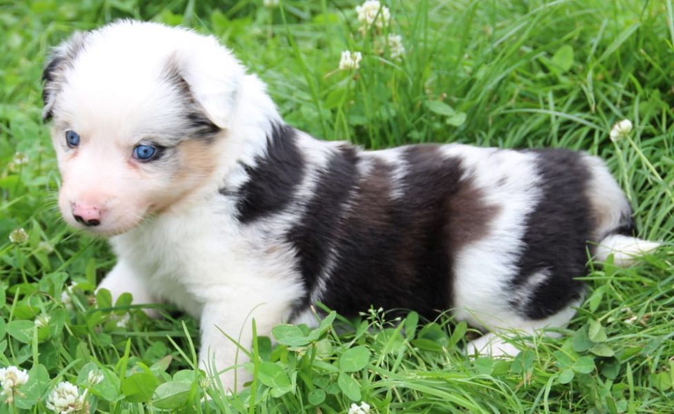 Voglio ri-casa il mio cucciolo di border collie di pura razza 