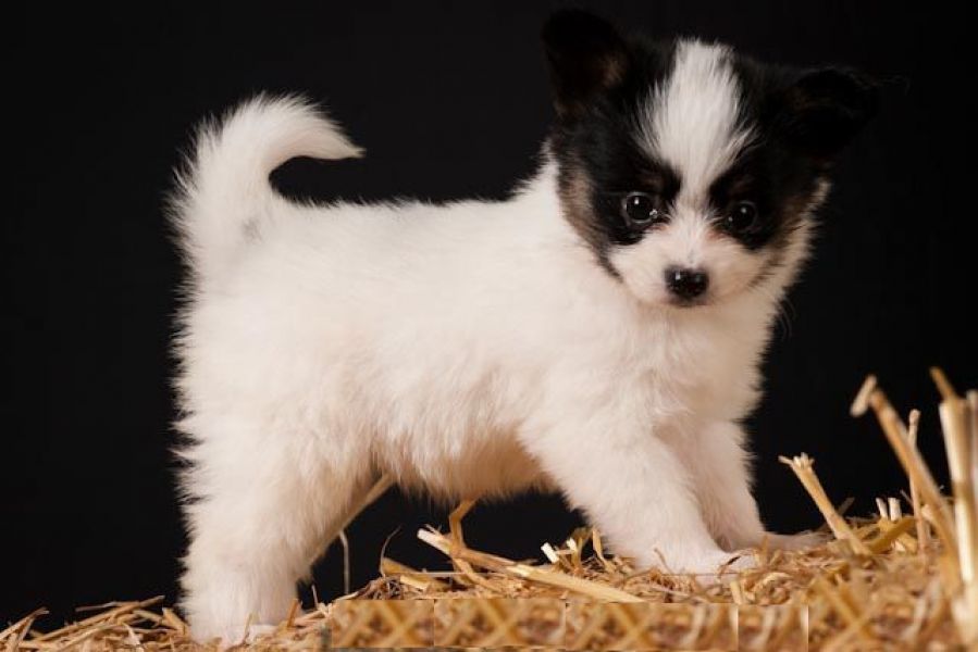 Adorabili cuccioli di papillon