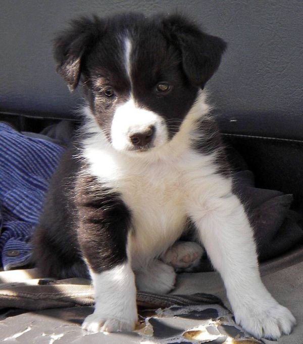 Adorabili cuccioli di border collie femminucce e maschietti disponibili
