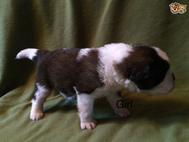 Regalo adorabili cuccioli san bernardo femminucce e maschietti disponibili