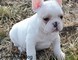 Cuccioli di bulldog francese