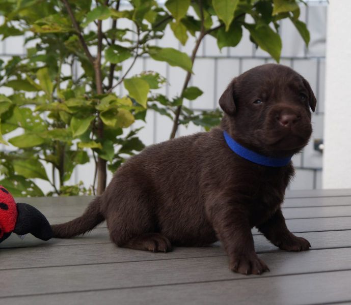 Molto bella e sani cuccioli di labrador per adozione maschi e femmine disponibili (gratis) 
