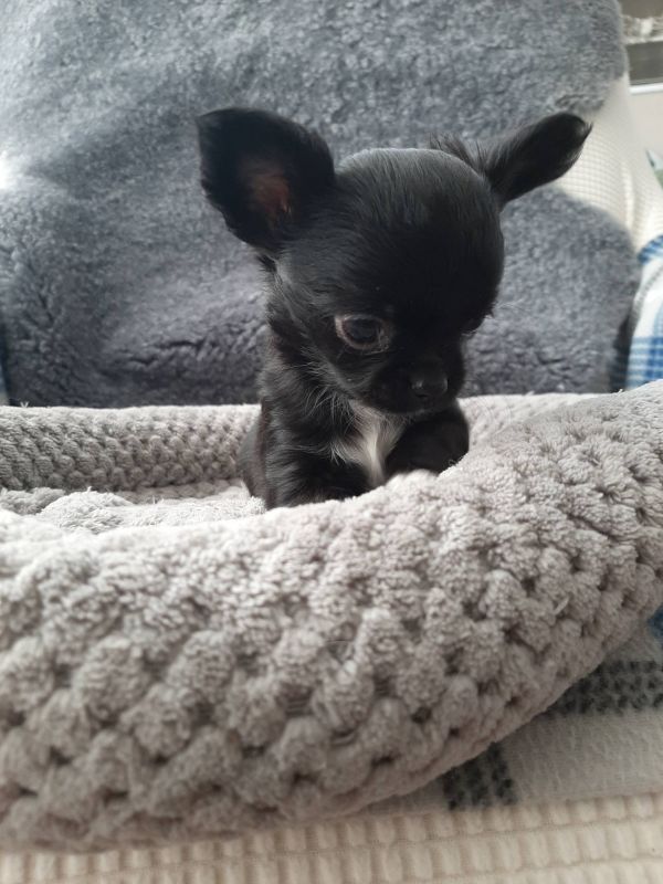   Chihuahua cuccioli introvabili cuccioli E-MAIL  (marieiris783@gmail.com)