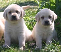 REGALO LABRADOR CUCCIOLI DISPONIBILI  LABRADOR CUCCIOLI DISPONIBILI stiamo annunciando al pubblico c