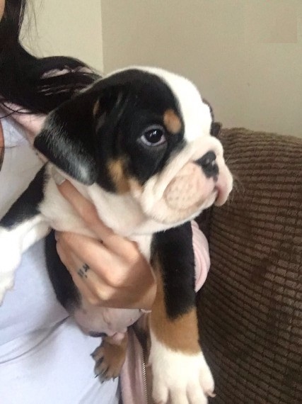 Regalo Bulldog inglese cuccioli disponibili