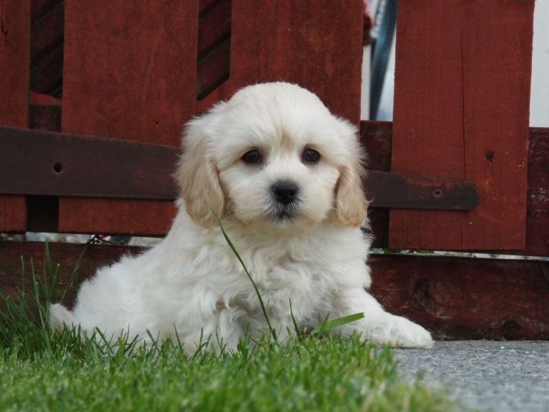  Regalo Cuccioli di Shih Tzu  in pronta consegna i cuccioli verranno Dato dopo 90 giorni dalla nasci
