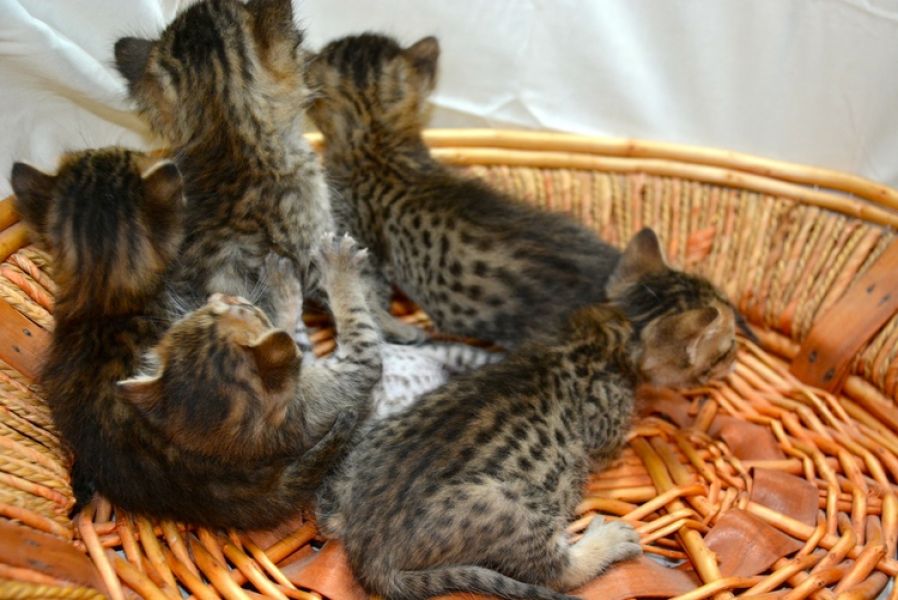 Incredibile F1, F2, F3 e F4 Savannah gattini disponibili
