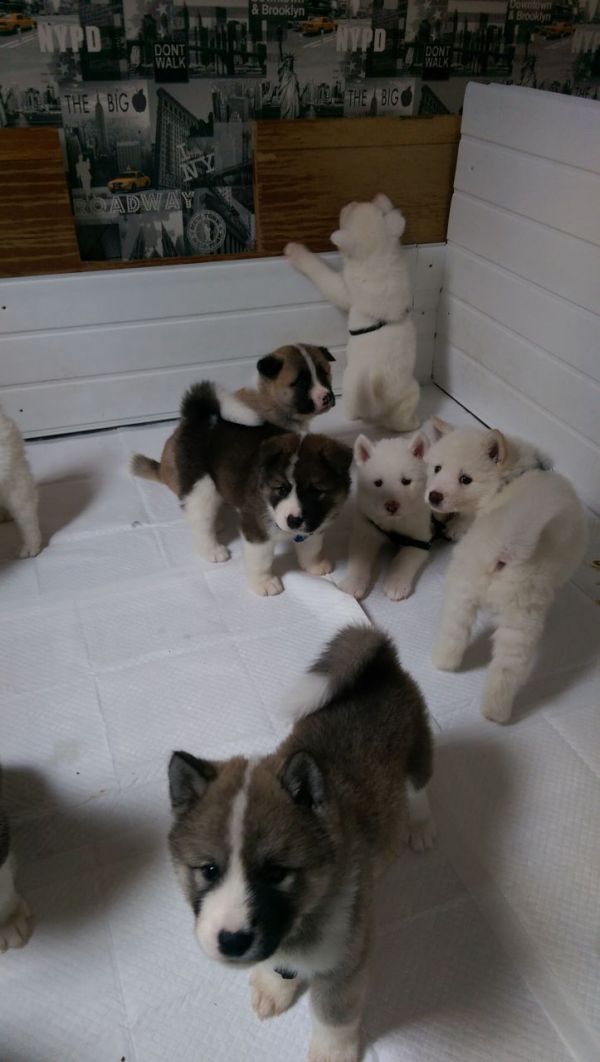 Molto bella e sani cuccioli di akita-inu  per adozione maschi e femmine disponibili (gratis)