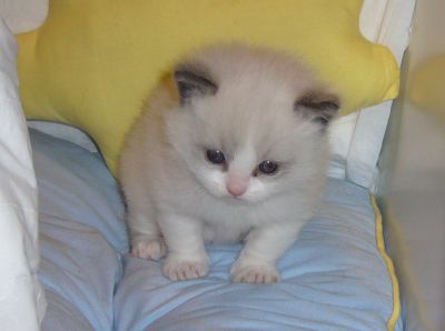 cuccioli i gattini razza RAGDOLL