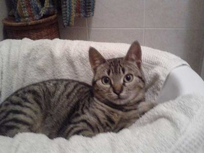 Mira, gatta dolce e mite in cerca di casa