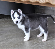 Stupendi cuccioli di volpini spitz 