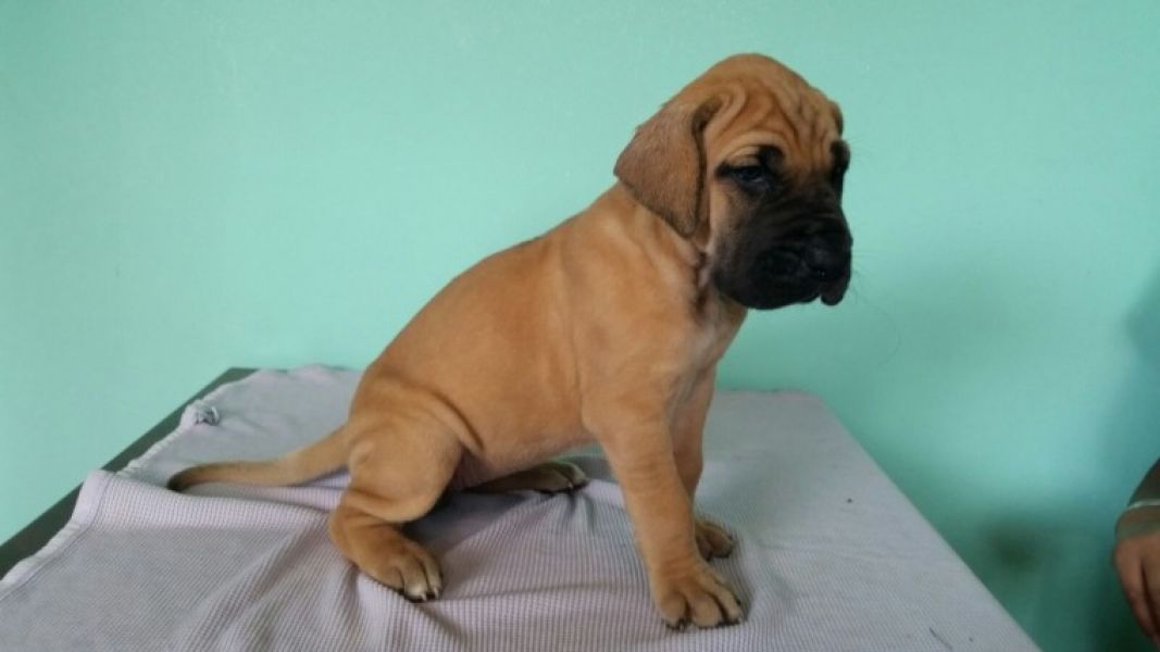 Regalo Cucciolo di Alano in pronta consegna i cuccioli verranno Dato dopo 90 giorni dalla nascita, p