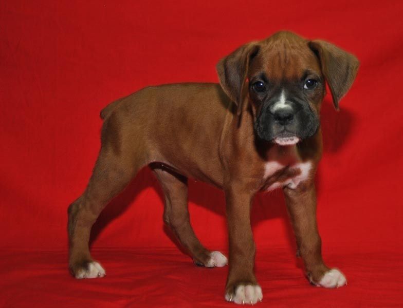  Regalo Cuccioli di boxer in pronta consegna i cuccioli verranno Dato dopo 90 giorni dalla nascita, 