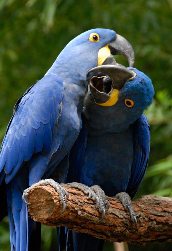 Maschio e femmina blu  ara pappagalli