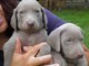 Maschio e femmina di weimaraner  maschio e femmina di weimaraner....
