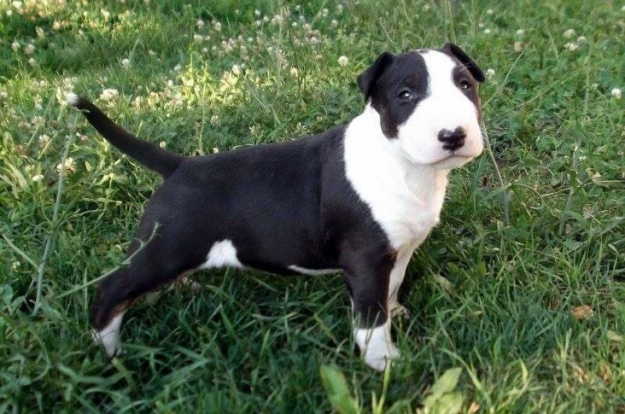 Voglio ri-casa il mio cucciolo di miniature bull terrier di pura razza 