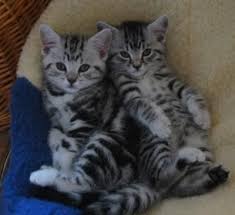 BRITISH SHORTHAIR,  (IN REGALO) Disponibili subito bellissimi gattini british shor