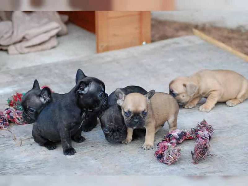 Regalo Cuccioli di Cane a Bulldog Francese
