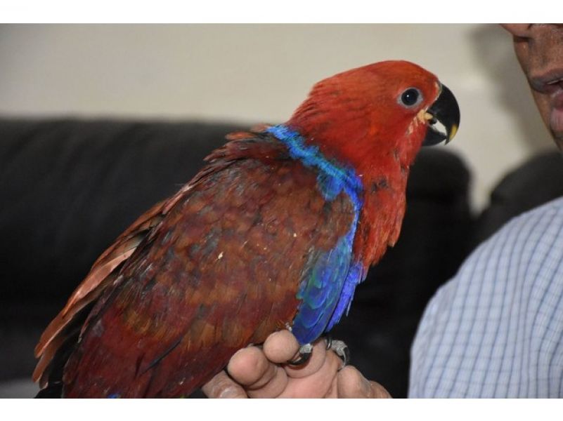 Eclectus pappagallo maschio e femmina per l'adozione