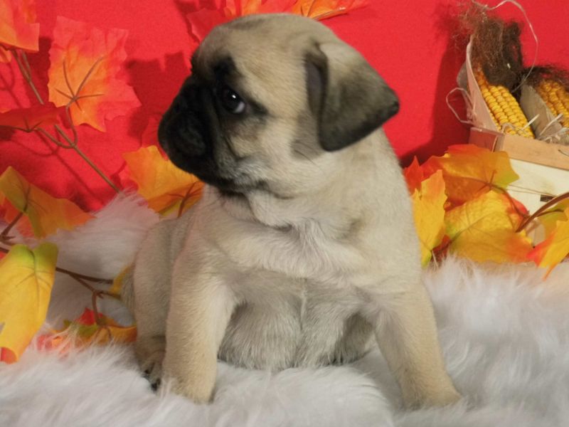 Cuccioli carlino disponibili