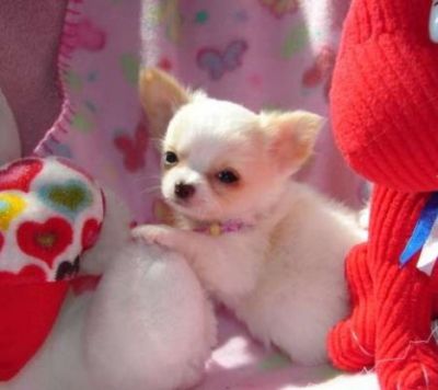 meravigliosi cuccioli Chihuahua per l'adozione (Regalo)