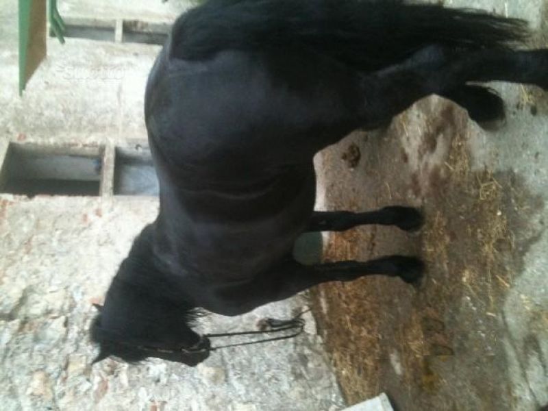   Stupenda cavalla murgese/frisone