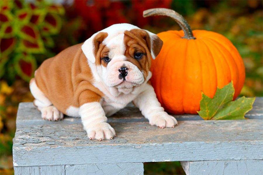 Cucciolo di Bulldog INGLESE