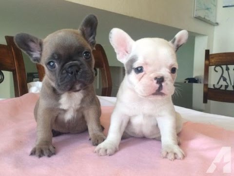 Cuccioli bouledogue blue sable e tan disponibili