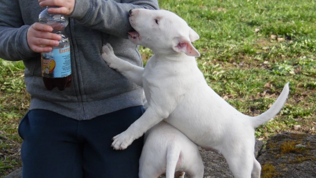  cuccioli di bull terrier  ( per regalo )