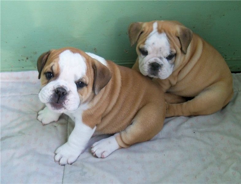 Regalo Bulldog inglese cuccioli disponibili