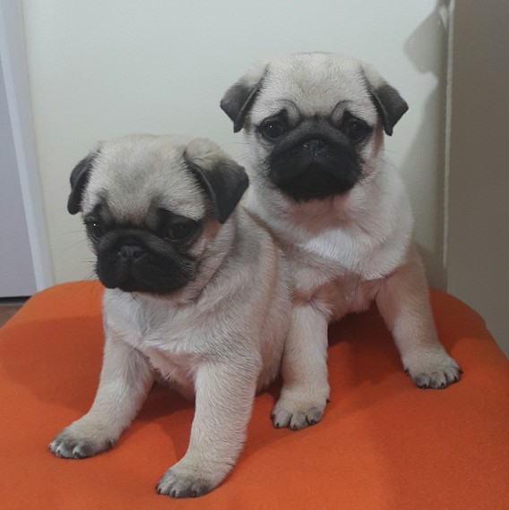 REGALO Cuccioli carlino