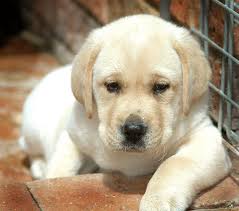  Cuccioli di Labrador Preziosi