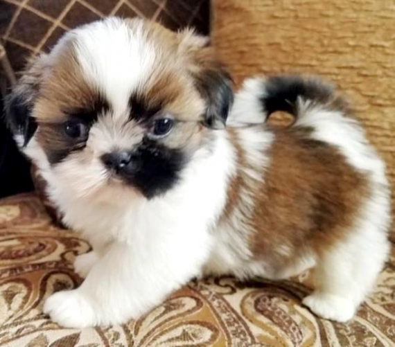 REGALO Cuccioli Shih Tzu
