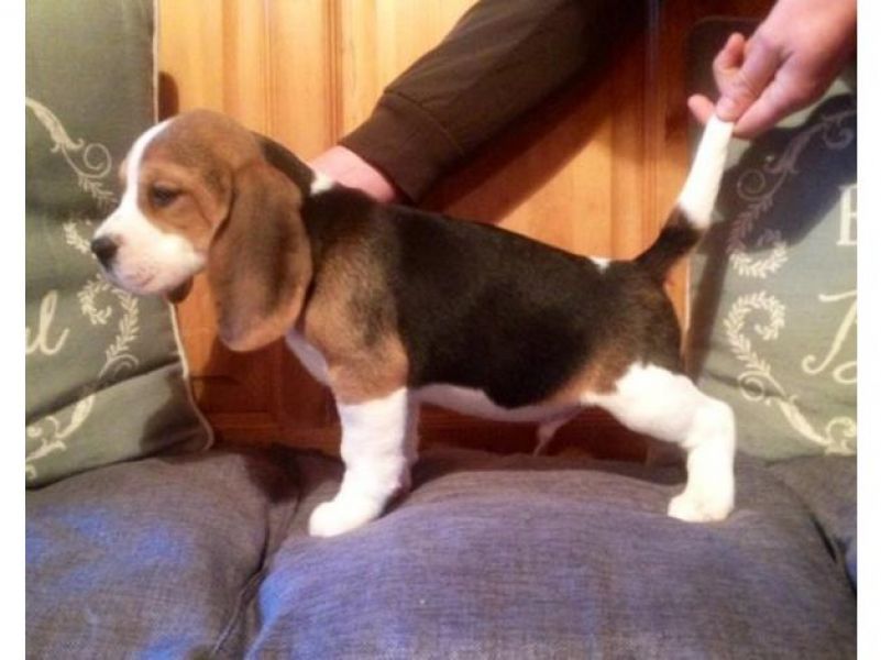 Abbiamo disponibili cuccioli di Beagle Maschi e Femmine