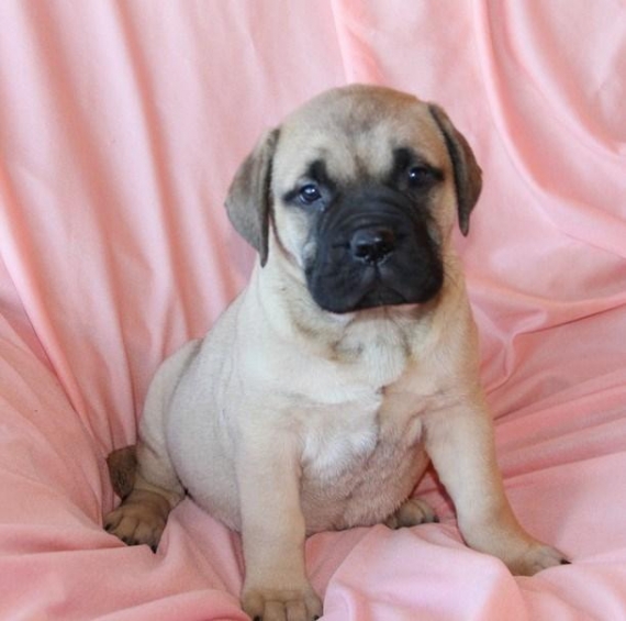 REGALO BullMastiff cuccioli