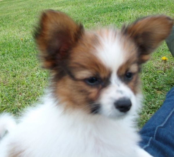 Adorabili cuccioli di papillon femminucce e maschietti disponibili per l'adozione gratuita i cucciol