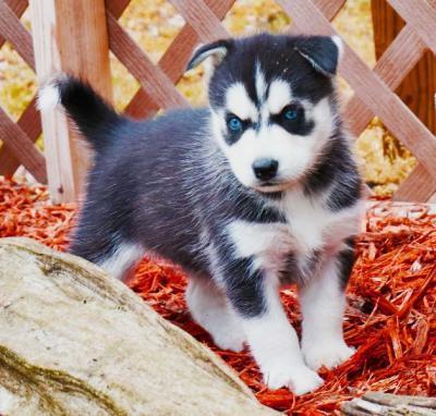 Regalo cuccioli di Siberian Husky