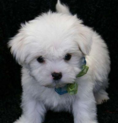 Due cuccioli maltese bella  disponibili