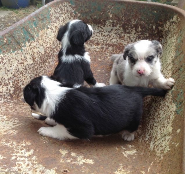   adorabili cuccioli di border collie in regalo
