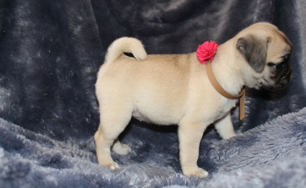 Regalo Cuccioli Pug disponibile