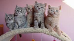 Regalo regalo British Shorthair