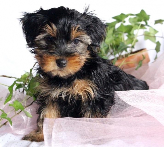 Regalo Yorkie cuccioli giocherelloni disponibili