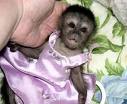 Abbiamo molto carino e abbastanza cappuccino bambino scimmie, scoiattolo e scimmie marmoset pronto p