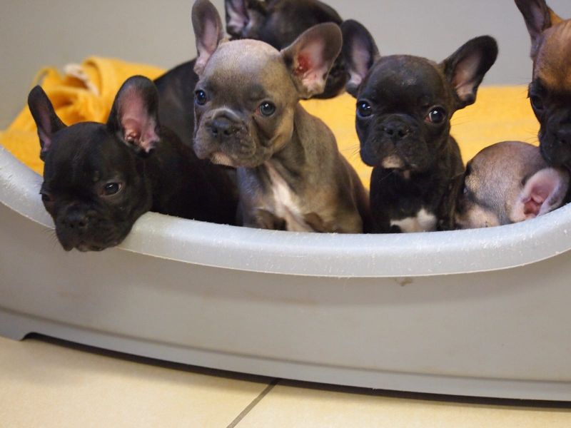 Molto bella e sani cuccioli di Bulldog Francese per adozione (gratis)