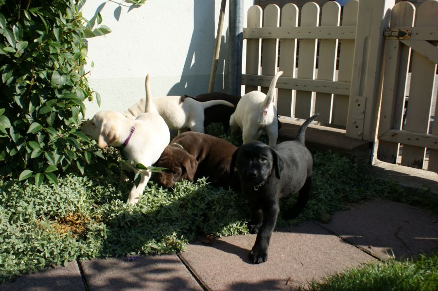 Cuccioli Labrador Chocolate